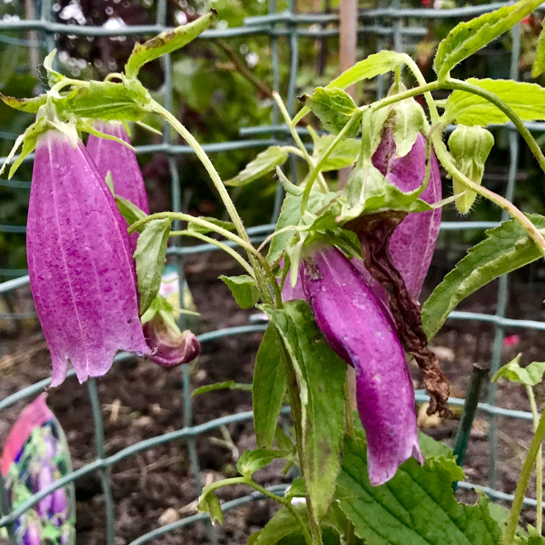Campanula punctata rubriflora in the GardenTags plant encyclopedia Campanula rubriflora in the GardenTags plant encyclopedia