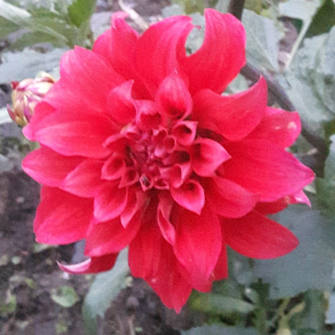 Dahlia Babylon Red in the GardenTags plant encyclopedia Dahlia Babylon Red in the GardenTags plant encyclopedia