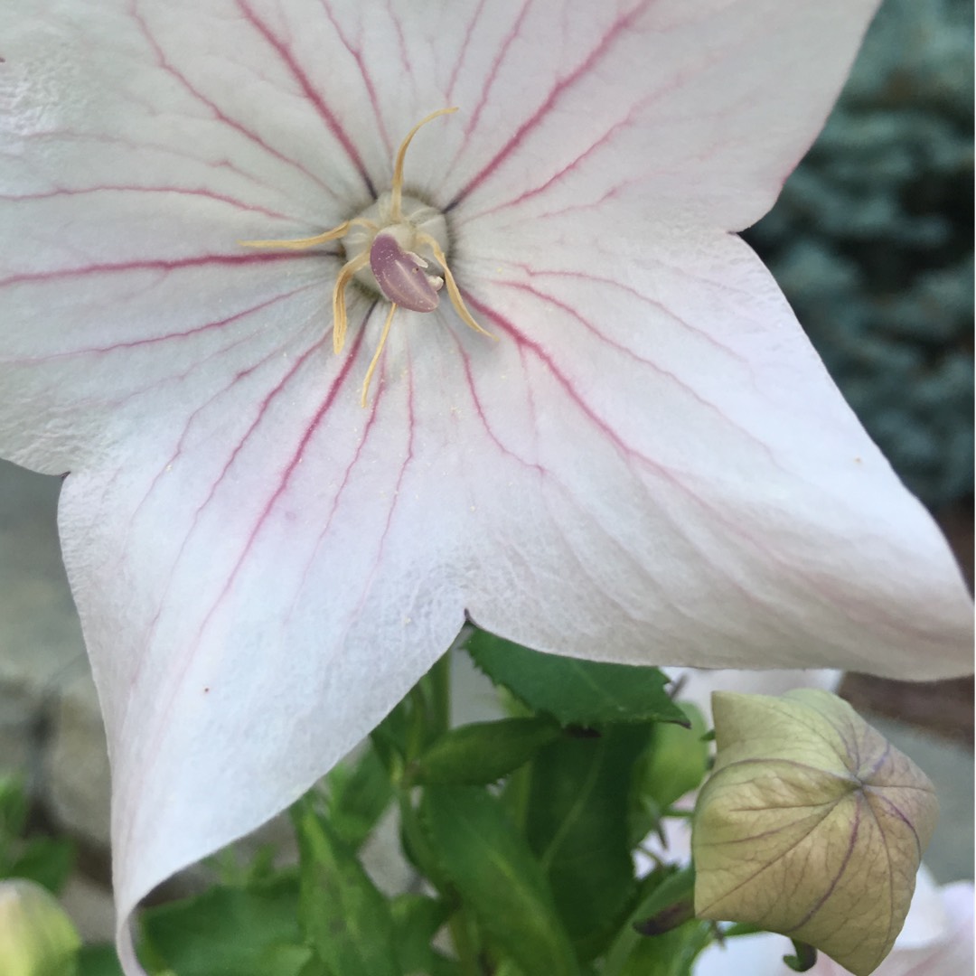 Platycodon grandiflorus Fuji Pink syn. Campanula grandiflora Fuji Pink in the GardenTags plant encyclopedia Balloon Flower Fuji Pink in the GardenTags plant encyclopedia