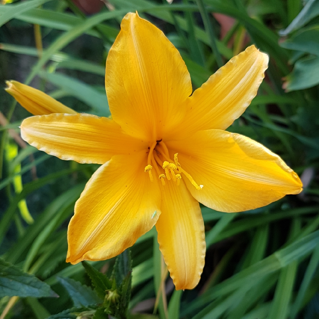 Hemerocallis Happy Returns in the GardenTags plant encyclopedia Daylily Happy Returns in the GardenTags plant encyclopedia
