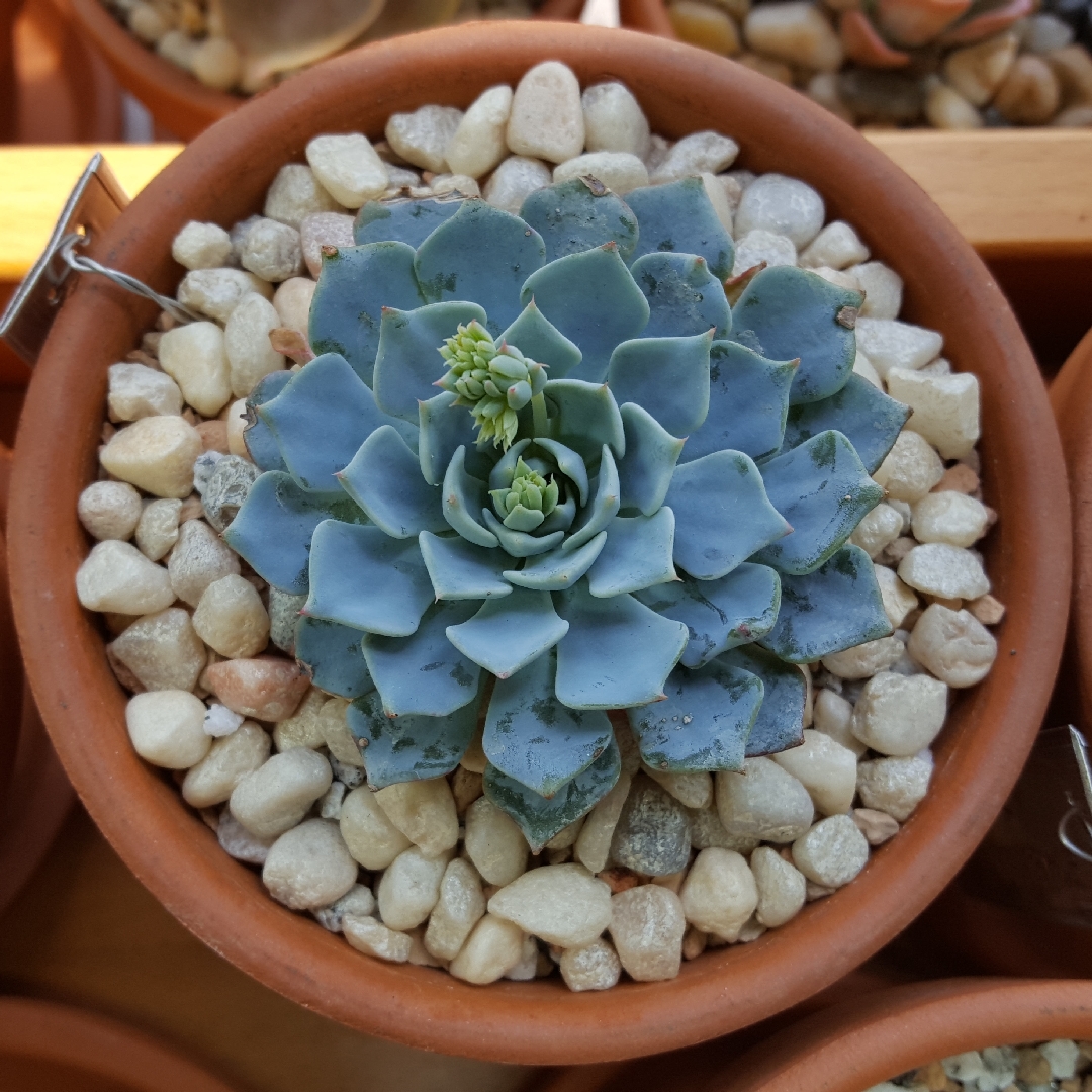 Echeveria Azulita in the GardenTags plant encyclopedia Echeveria Azulita in the GardenTags plant encyclopedia