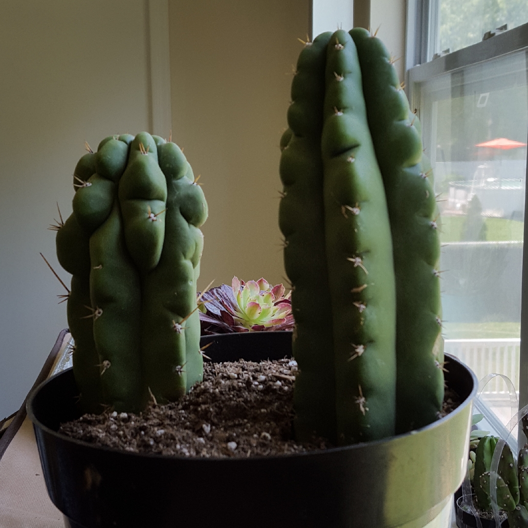 Trichocereus peruvianus Monstrose in the GardenTags plant encyclopedia Trichocereus Monstrose in the GardenTags plant encyclopedia