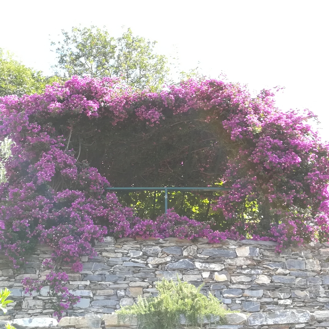 Bougainvillea glabra Sanderiana in the GardenTags plant encyclopedia Bougainvillea Sanderiana in the GardenTags plant encyclopedia