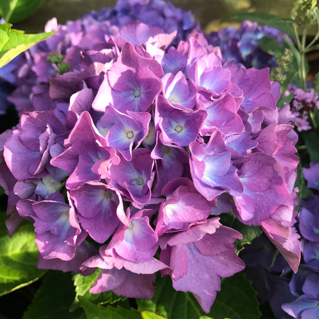 Hydrangea Macrophylla Renate Steiniger in the GardenTags plant encyclopedia Mophead Hydrangea Renate Steiniger in the GardenTags plant encyclopedia