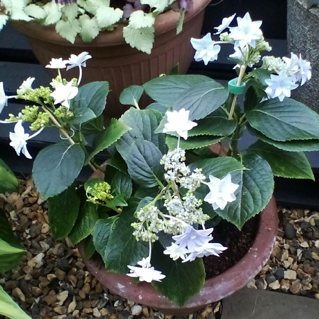 Hydrangea Macrophylla Fireworks blue in the GardenTags plant encyclopedia Hydrangea Fireworks Blue in the GardenTags plant encyclopedia