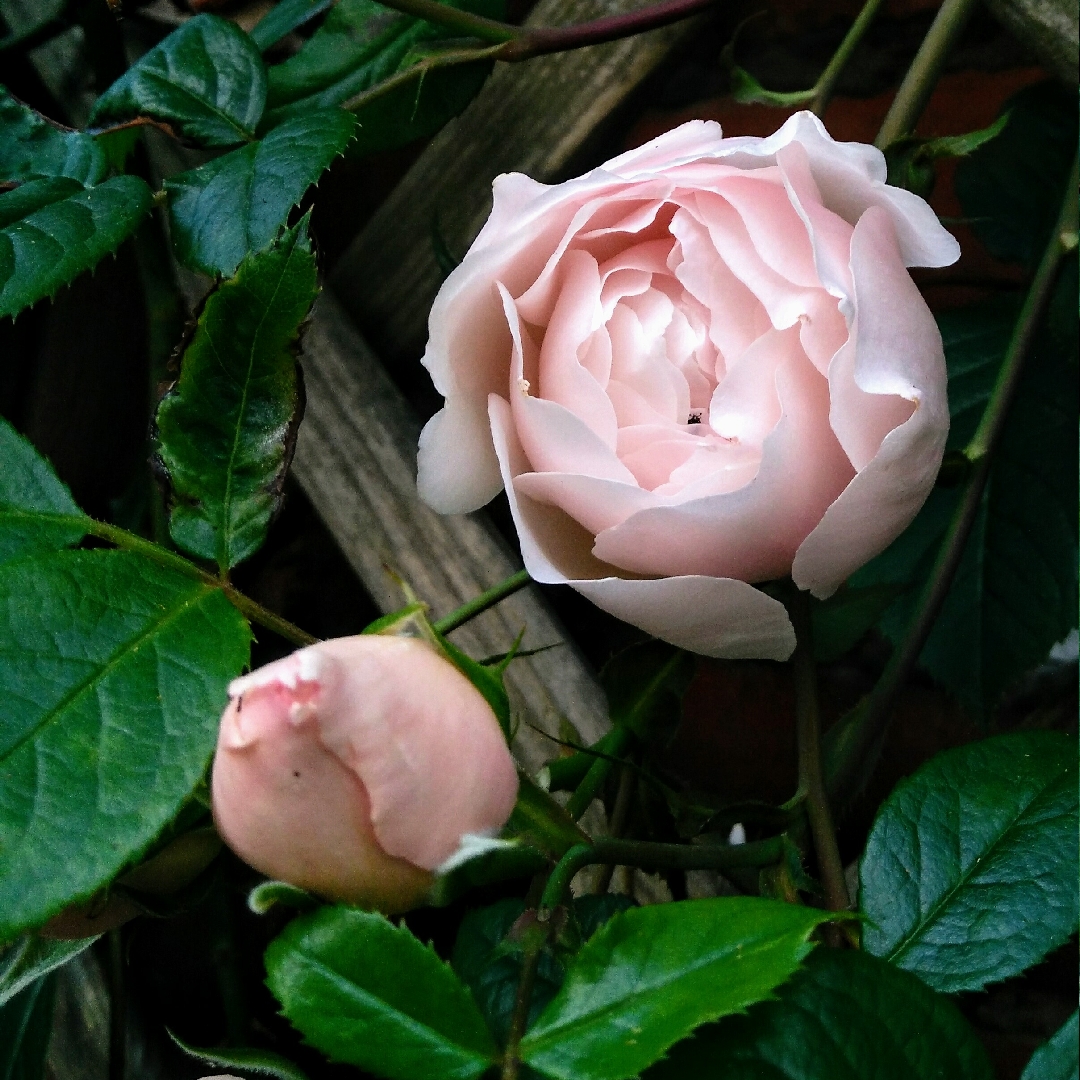 Rosa The Constant Gardener in the GardenTags plant encyclopedia Rose The Constant Gardener in the GardenTags plant encyclopedia