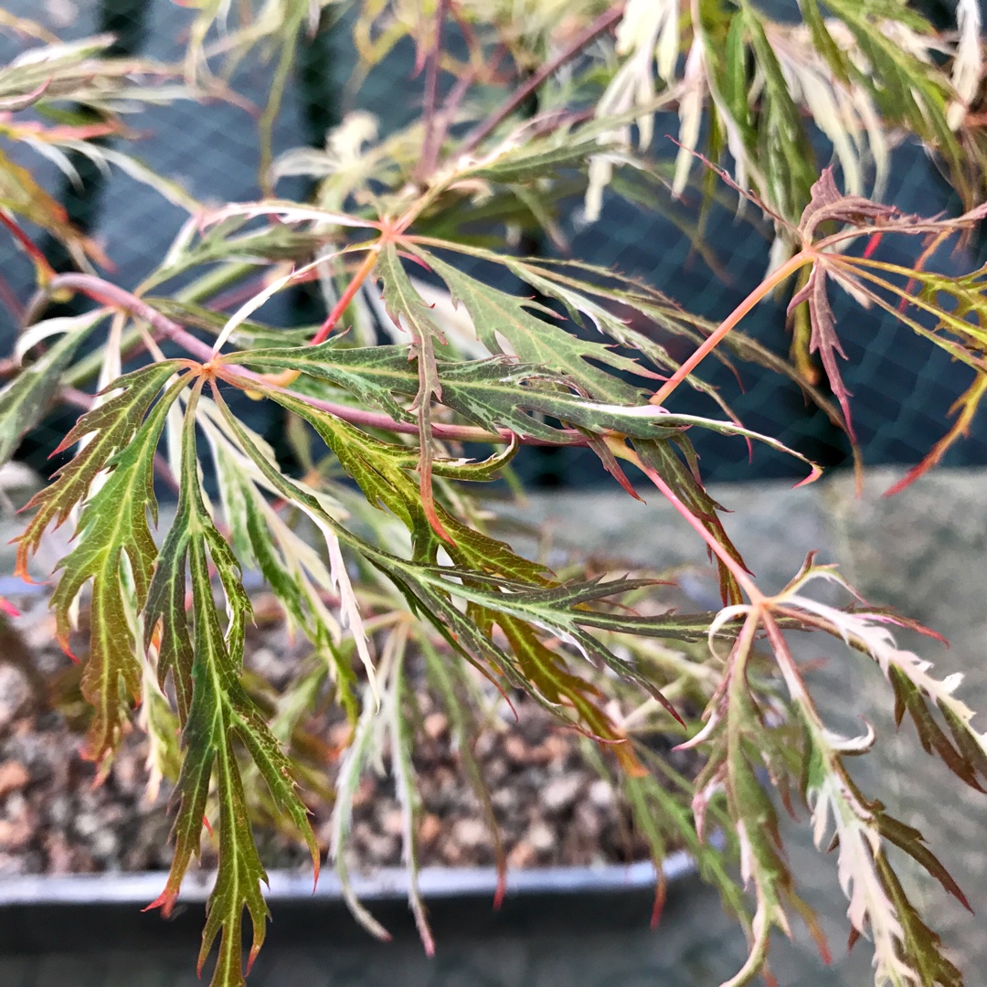 Acer palmatum Toyama-Nishiki (Dissectum Group) syn. Acer palmatum var. dissectum Toyama-Nishiki in the GardenTags plant encyclopedia Cut Leaf Japanese Maple Toyama-Nishiki in the GardenTags plant encyclopedia