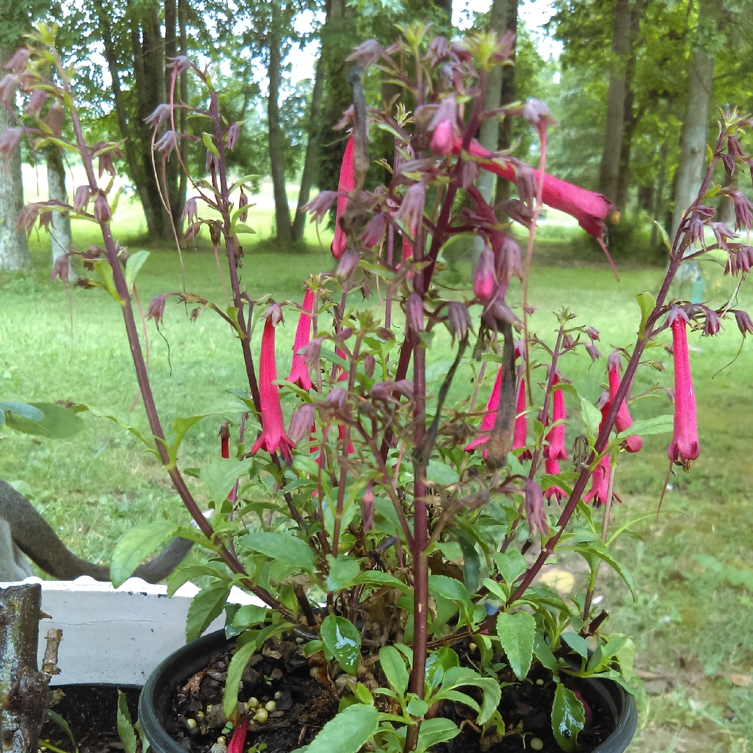 Phygelius Passionate in the GardenTags plant encyclopedia Cape Fuchsia Passionate in the GardenTags plant encyclopedia