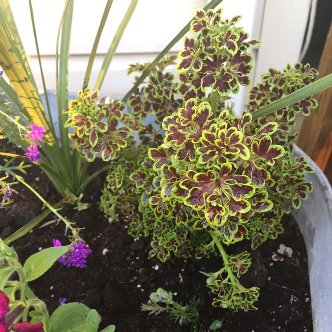 Solenostemon scutellarioides Red Coral (Under The Sea Series) in the GardenTags plant encyclopedia Coleus Red Coral in the GardenTags plant encyclopedia