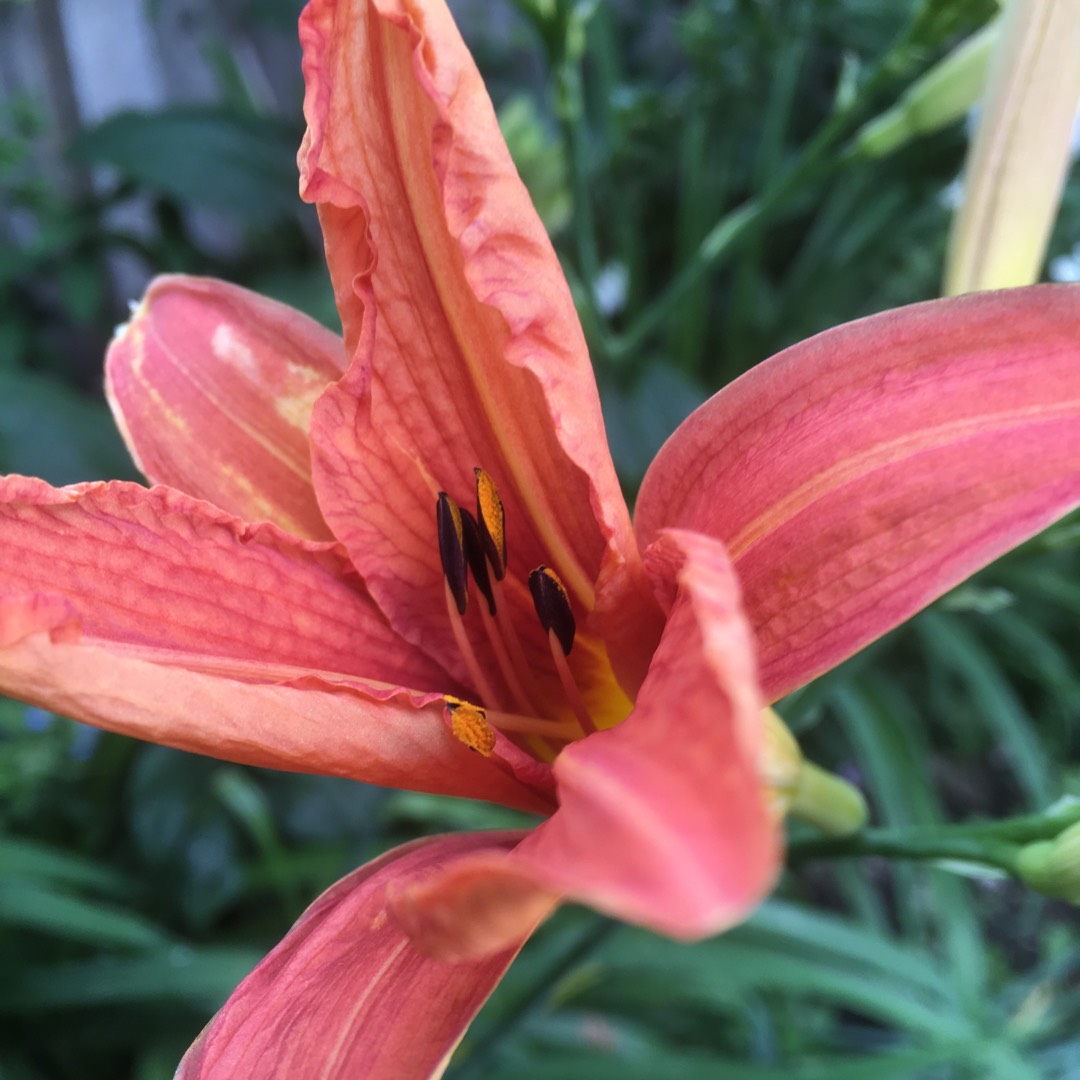 Hemerocallis Bright Sunset in the GardenTags plant encyclopedia Daylily Bright Sunset in the GardenTags plant encyclopedia
