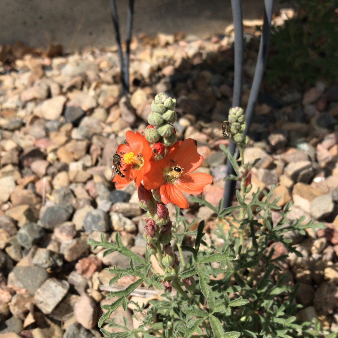 Sphaeralcea Coccinea in the GardenTags plant encyclopedia Scarlet Globemallow in the GardenTags plant encyclopedia