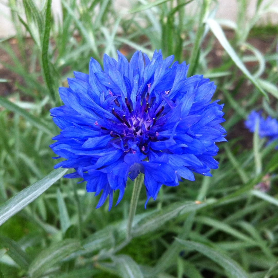 Cornflower Blue ball in the GardenTags plant encyclopedia
