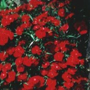 Dianthus chinensis hybrid Scarlet Charms in the GardenTags plant encyclopedia Cinese pink Scarlet Charms in the GardenTags plant encyclopedia