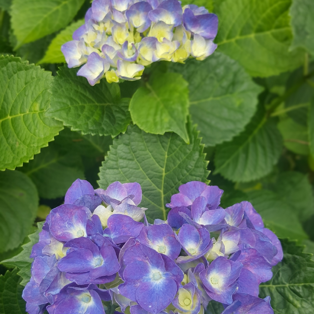 Hydrangea macrophylla Glowing Embers in the GardenTags plant encyclopedia Hydrangea Glowing Embers in the GardenTags plant encyclopedia