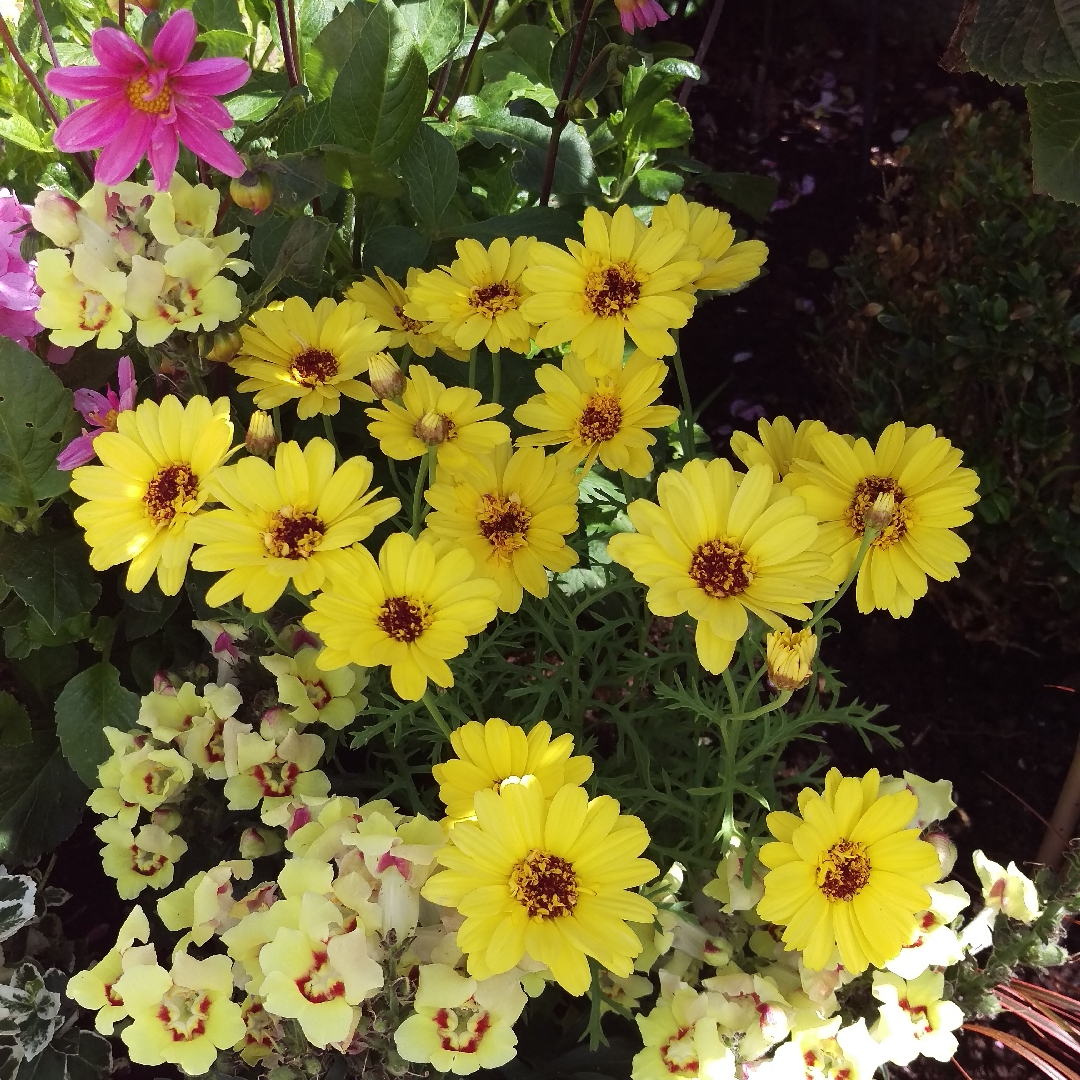 Argyranthemum Bright Yeloow in the GardenTags plant encyclopedia Marguerite Bright Yellow in the GardenTags plant encyclopedia