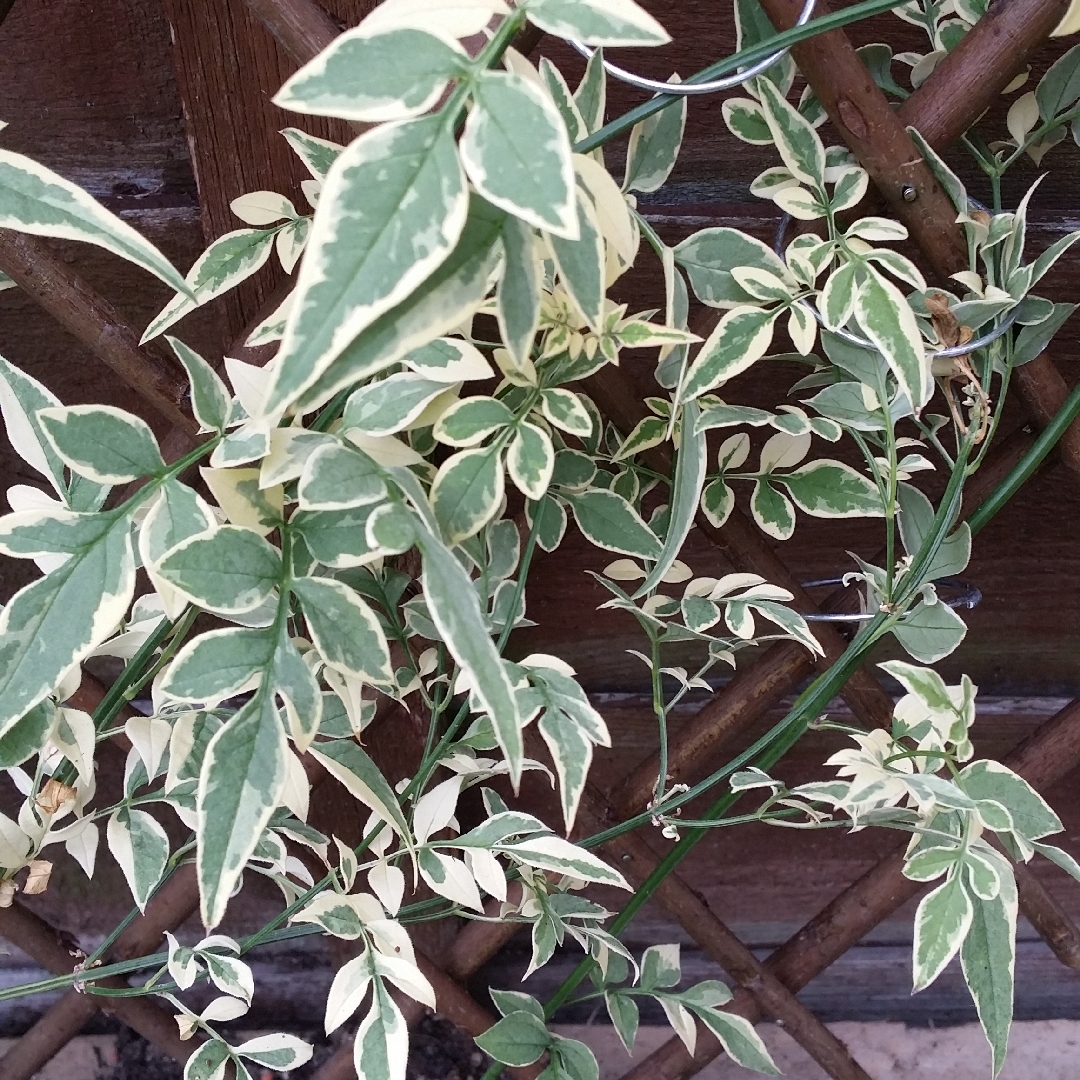 Jasminum officinale Variegatum in the GardenTags plant encyclopedia Variegated Scented Jasmine in the GardenTags plant encyclopedia