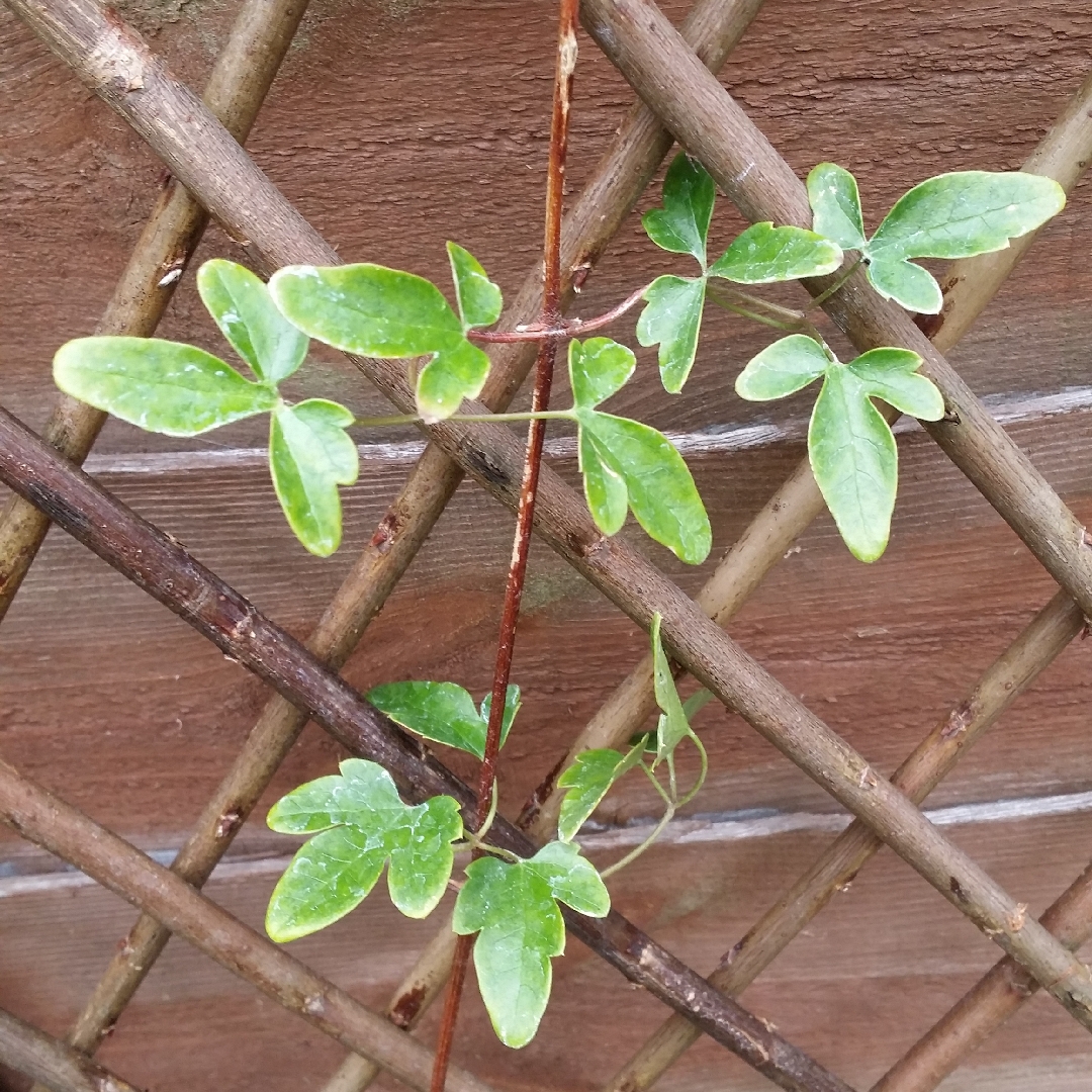 Clematis cirrhosa Calycina in the GardenTags plant encyclopedia Clematis Calycina in the GardenTags plant encyclopedia