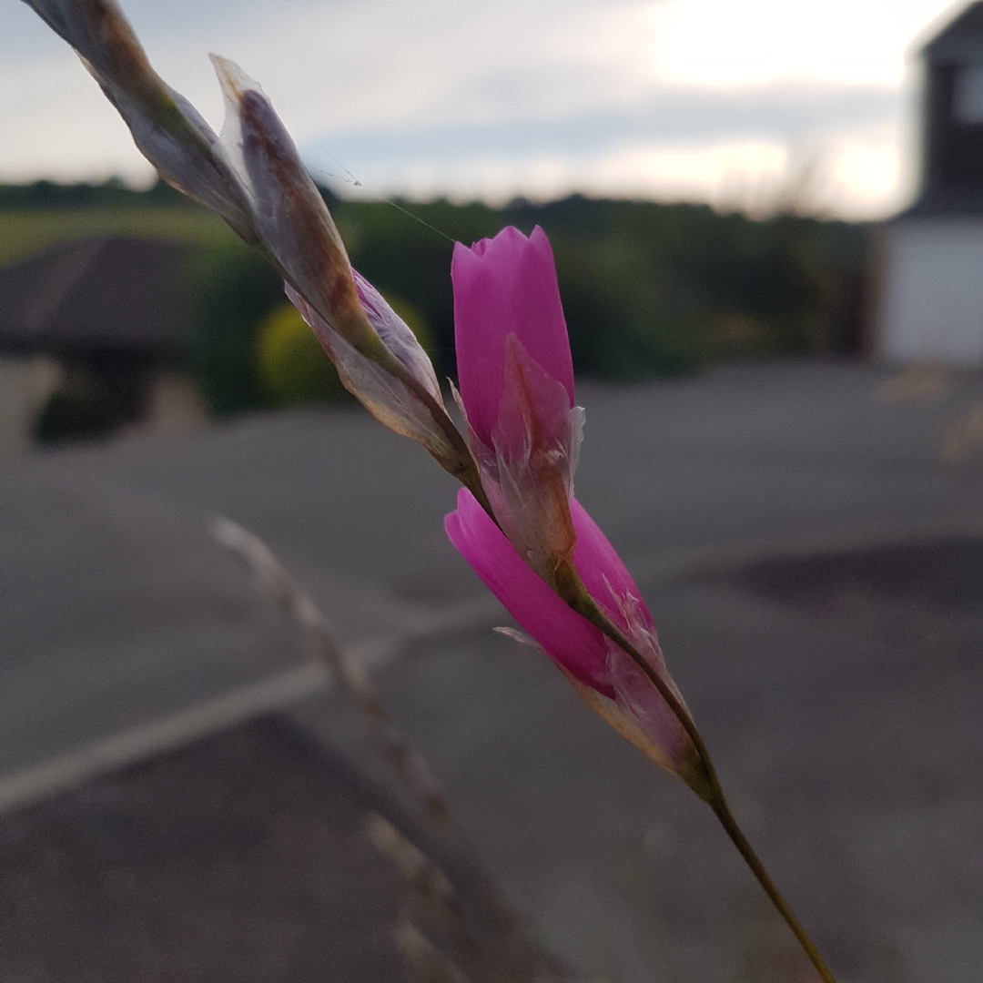 Dierama Blackberry Bells in the GardenTags plant encyclopedia Angels Fishing Rod Blackberry Bells in the GardenTags plant encyclopedia