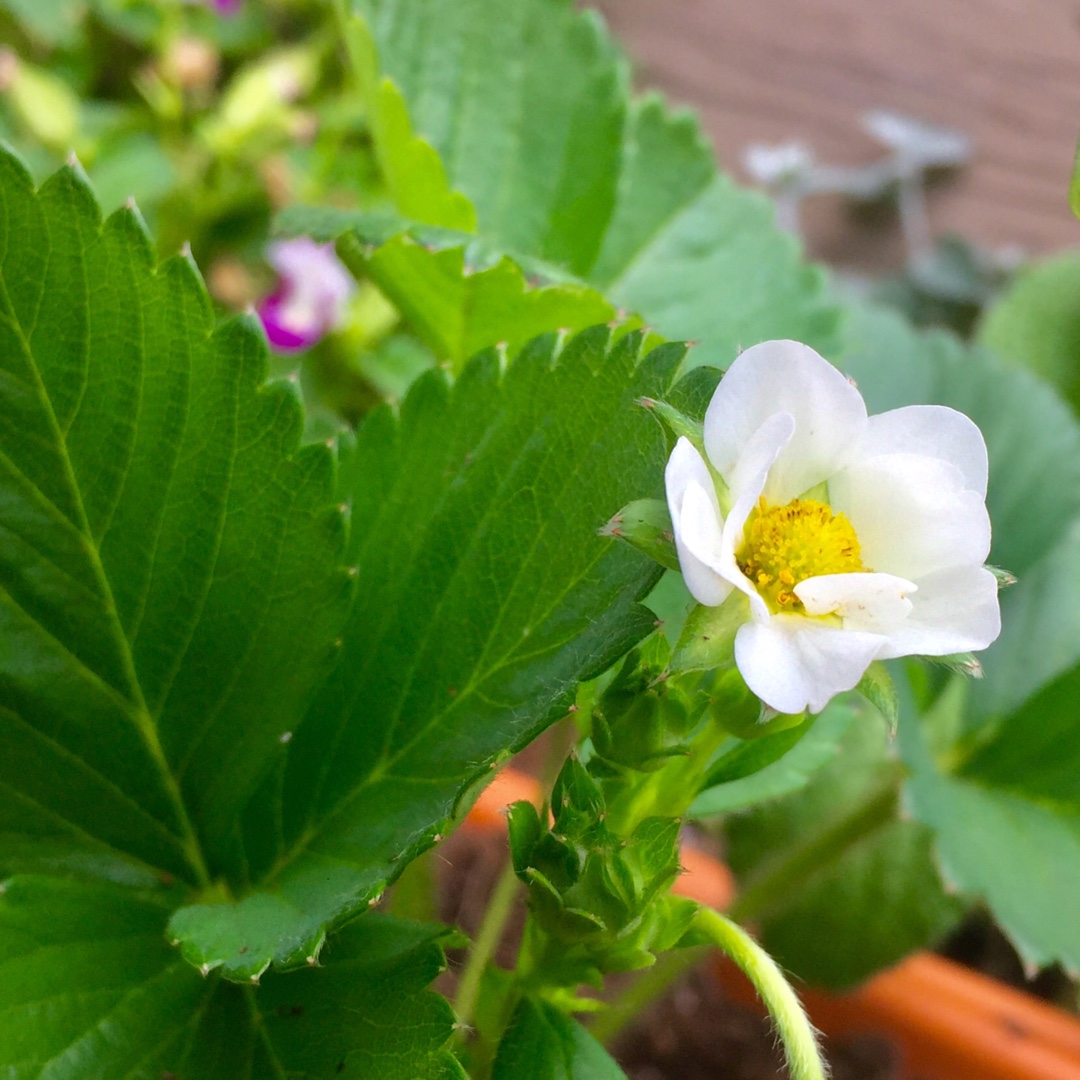 Fragaria Purple Wonder in the GardenTags plant encyclopedia Strawberry Purple Wonder in the GardenTags plant encyclopedia