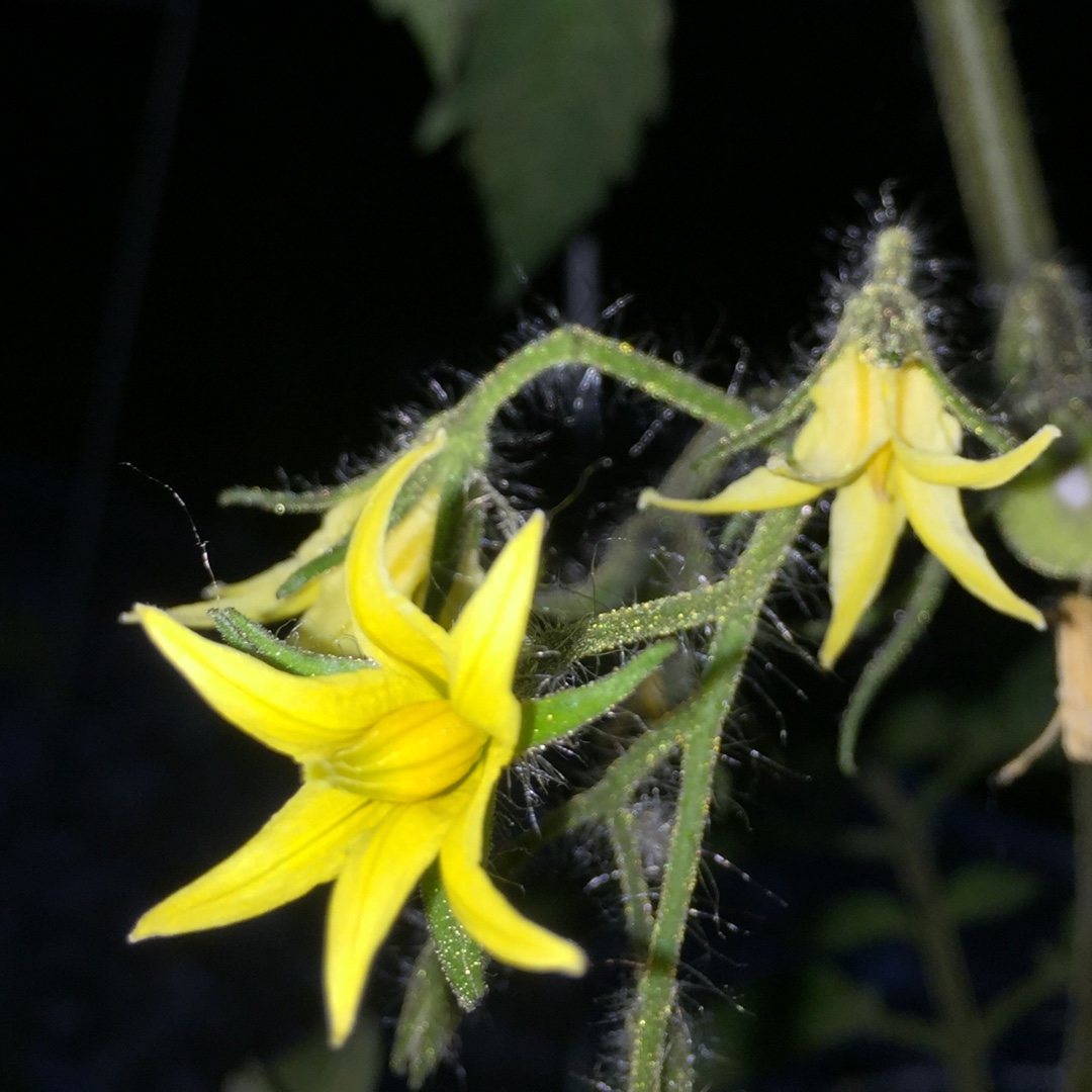 Solanum lycopersicum Silvery Fir Tree in the GardenTags plant encyclopedia Tomato Silvery Fir Tree in the GardenTags plant encyclopedia