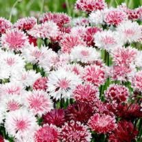 Centaurea cyanus Classic Romantic in the GardenTags plant encyclopedia Cornflower Classic Romantic (Mix) in the GardenTags plant encyclopedia
