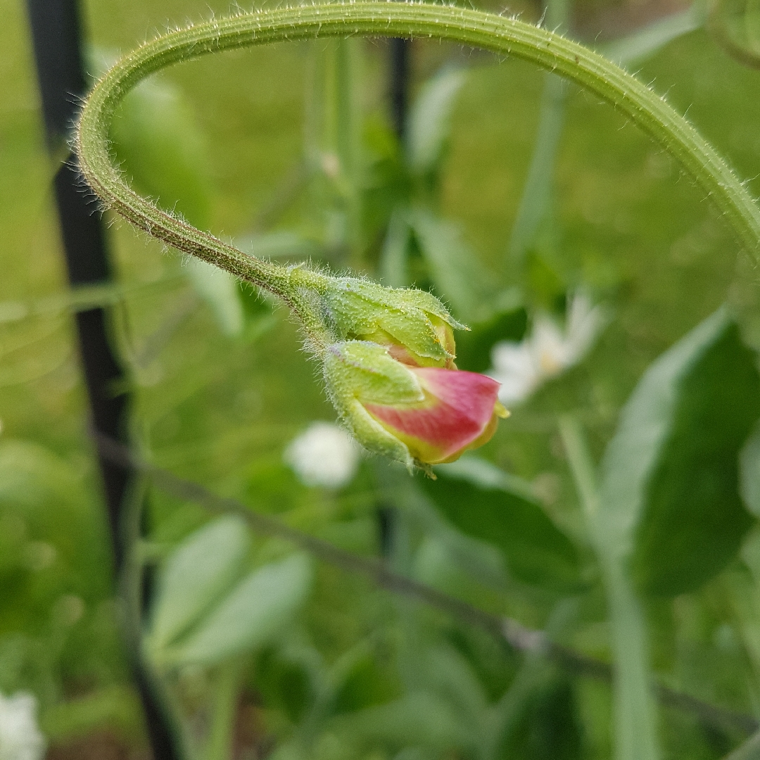 Lathyrus odoratus Mumsie in the GardenTags plant encyclopedia Sweet Pea Mumsie in the GardenTags plant encyclopedia