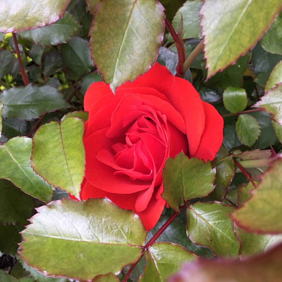 Rosa Trumpeter in the GardenTags plant encyclopedia Rose Trumpeter in the GardenTags plant encyclopedia