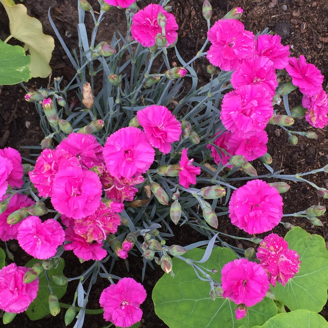 Dianthus Tickled Pink in the GardenTags plant encyclopedia Pink Tickled Pink in the GardenTags plant encyclopedia