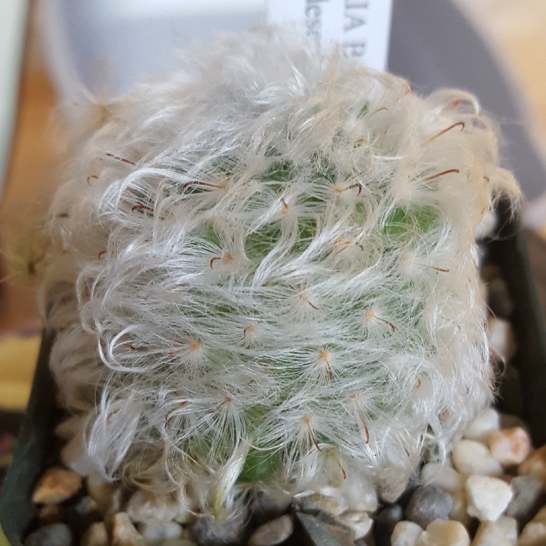 Mammillaria bocasana Multilanata in the GardenTags plant encyclopedia Powder Puff Cactus Multilanata in the GardenTags plant encyclopedia