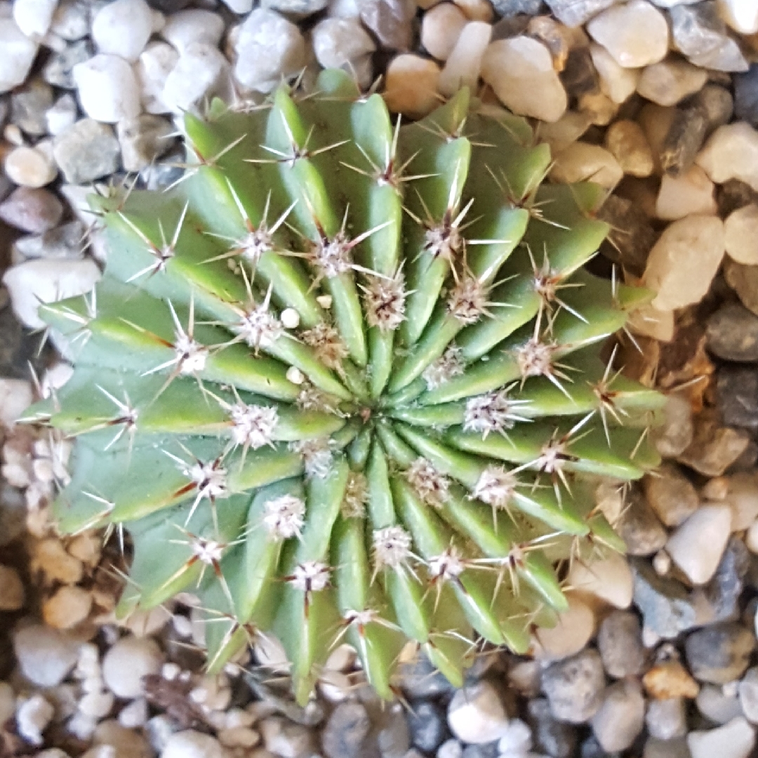 Notocactus Buiningii Syn. Parodia Buiningii in the GardenTags plant encyclopedia Ball Cactus in the GardenTags plant encyclopedia