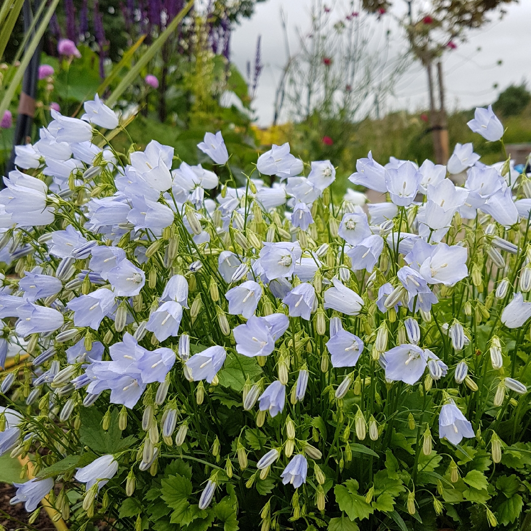 Campanula cochlearifolia Arnolda Stam in the GardenTags plant encyclopedia Bellflower Arnolda Stam in the GardenTags plant encyclopedia