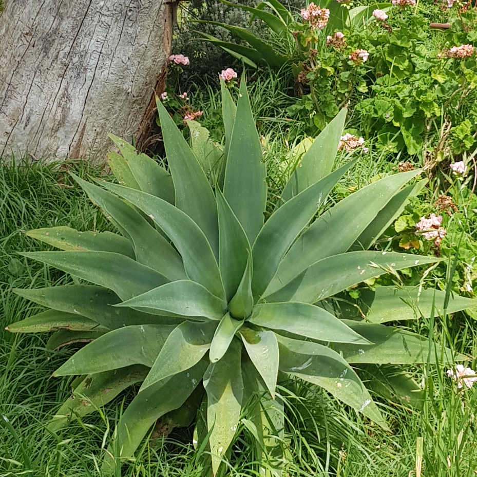 Foxtail Agave in the GardenTags plant encyclopedia