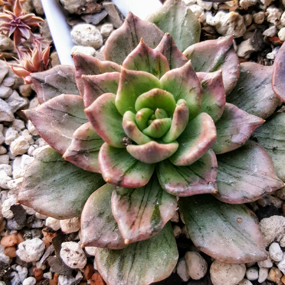 Echeveria Silver Prince in the GardenTags plant encyclopedia Echeveria Silver Prince in the GardenTags plant encyclopedia