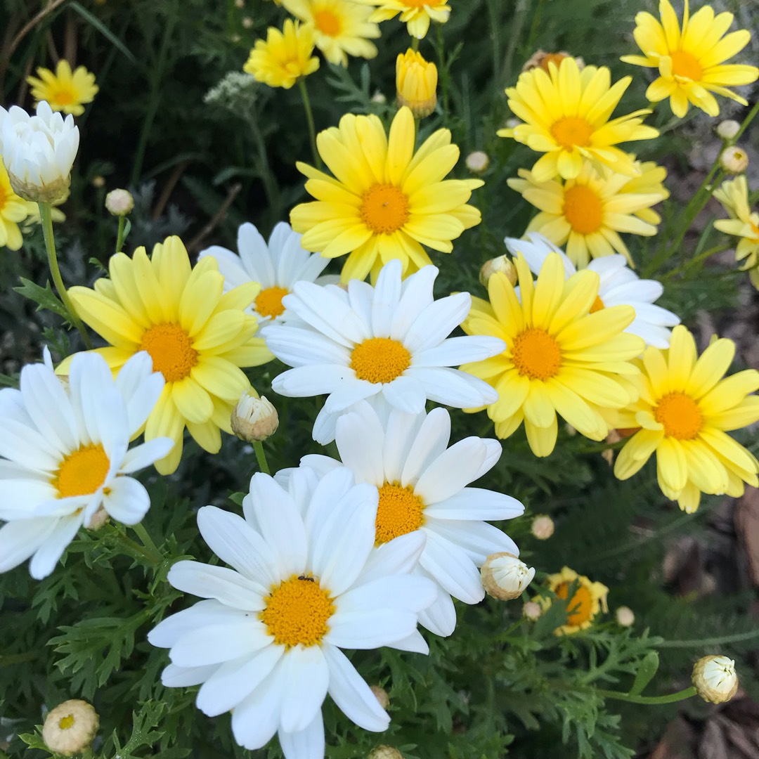 Argyranthemum frutescens Butterfly in the GardenTags plant encyclopedia Marguerite Daisy Butterfly in the GardenTags plant encyclopedia