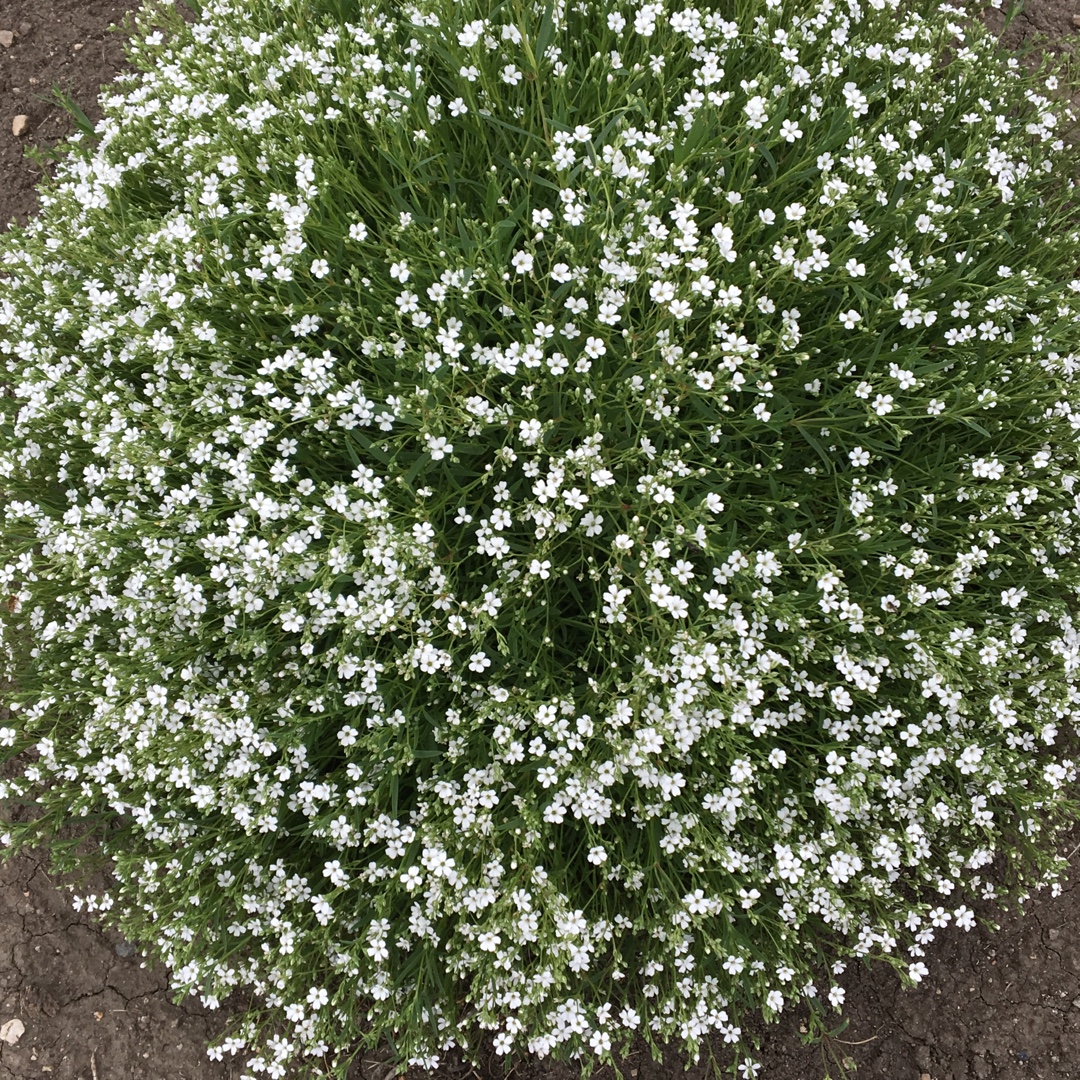 Creeping Babys Breath in the GardenTags plant encyclopedia
