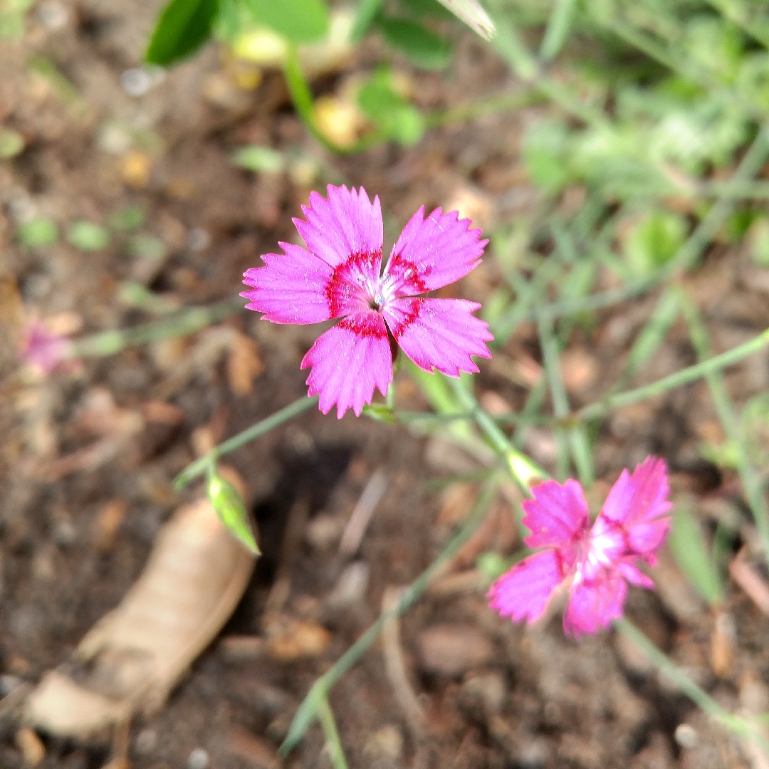Dianthus deltoides Vampire in the GardenTags plant encyclopedia Maiden Pink Vampire in the GardenTags plant encyclopedia