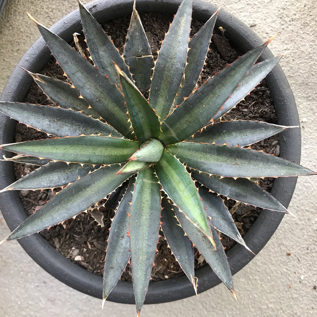 Agave shawii in the GardenTags plant encyclopedia Agave shawii in the GardenTags plant encyclopedia