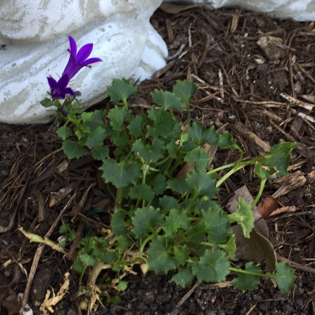 Viola Diffusa in the GardenTags plant encyclopedia Spreading Violet in the GardenTags plant encyclopedia