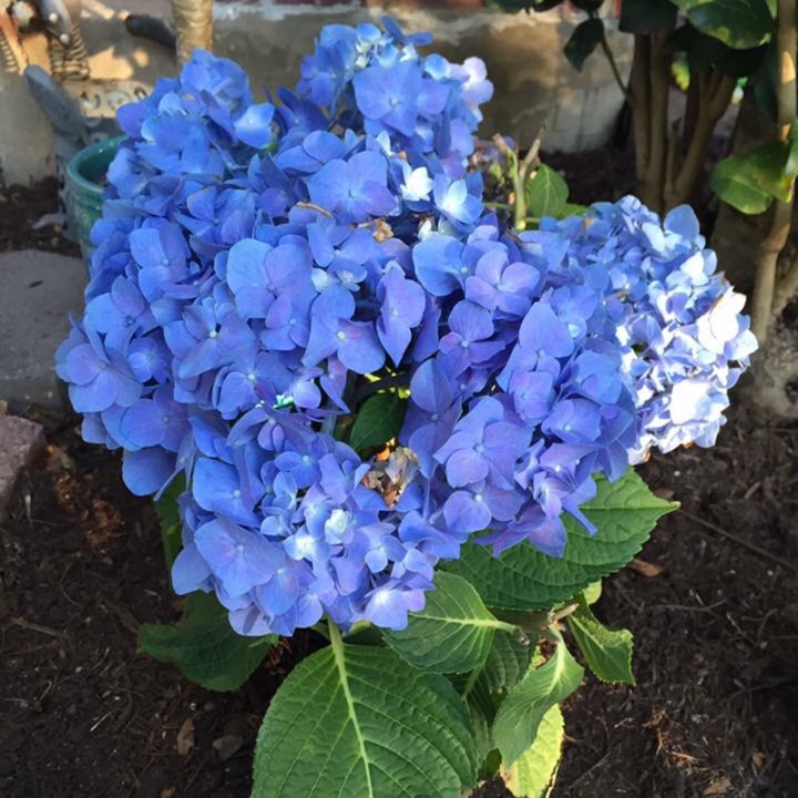Hydrangea macrophylla Smhmtau (Lets Dance Series) syn. Hydrangea macrophylla Lets Dance Blue Jangles in the GardenTags plant encyclopedia Hydrangea Lets Dance Blue Jangles in the GardenTags plant encyclopedia