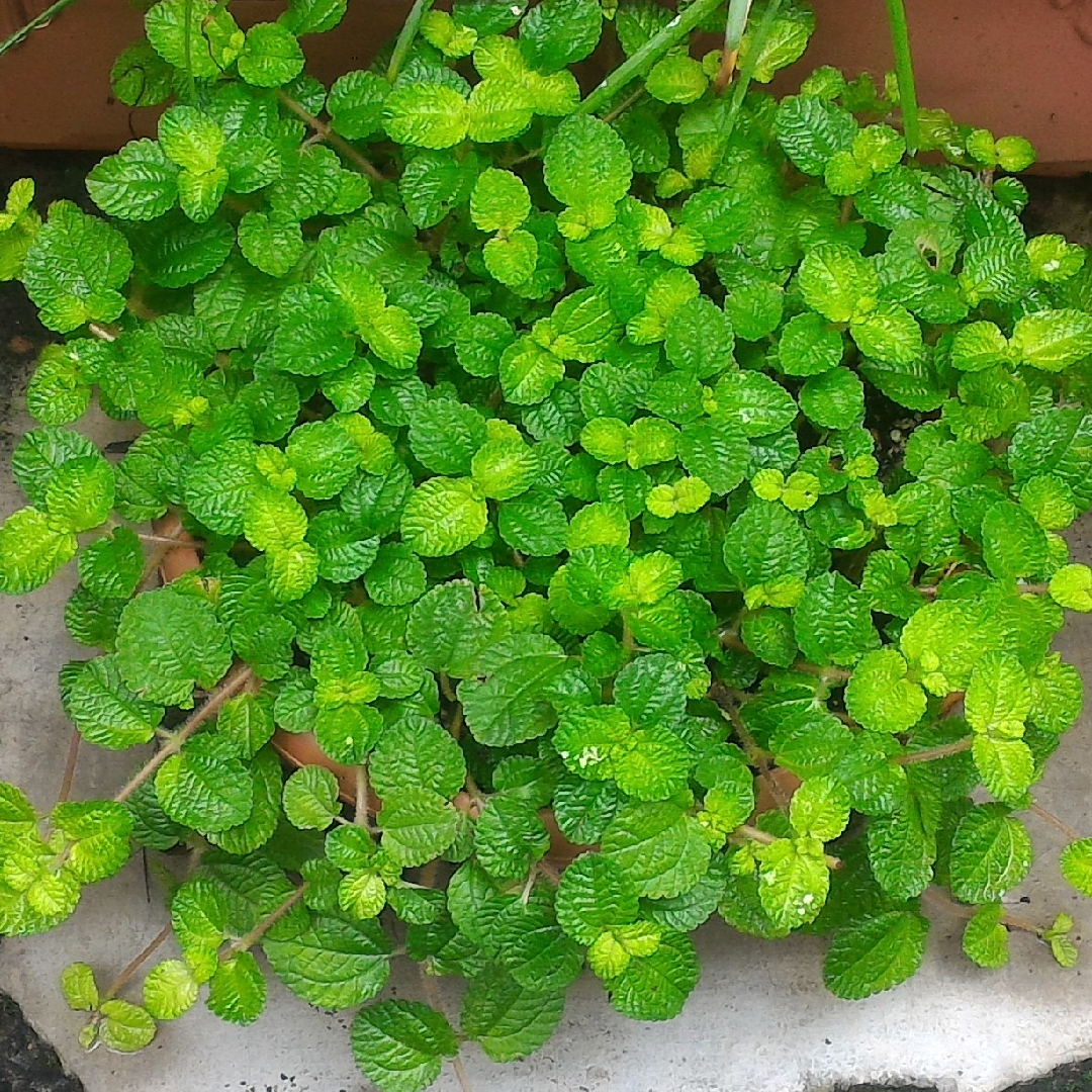 Creeping Pilea - aalivesport1