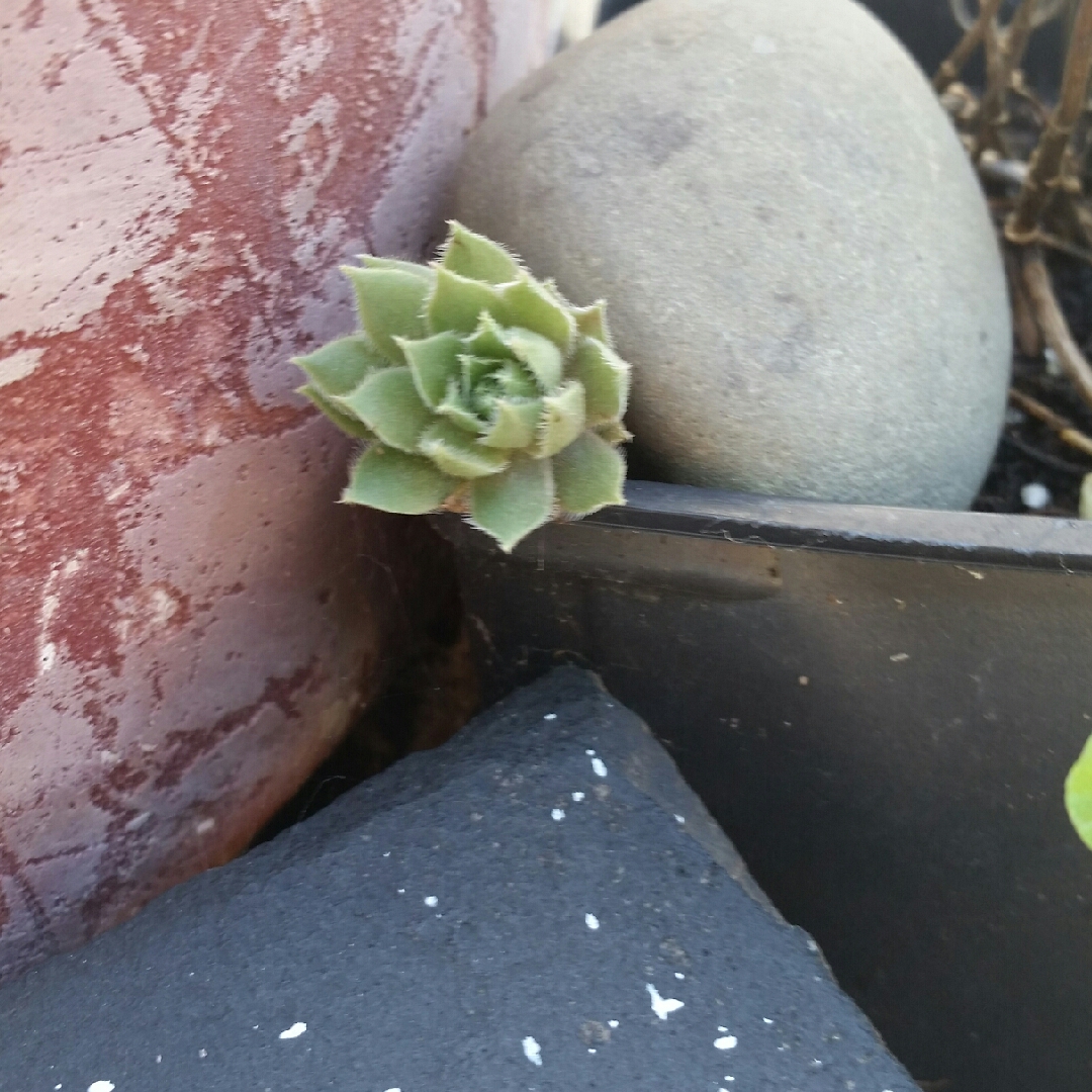 Agave flexispina in the GardenTags plant encyclopedia Agave flexispina in the GardenTags plant encyclopedia