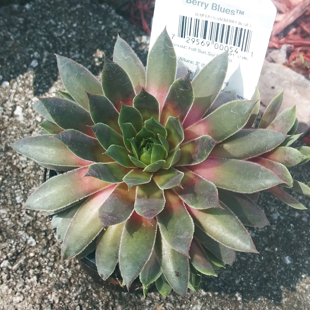 Sempervivum Berry Blues in the GardenTags plant encyclopedia Sempervivum Berry Blues in the GardenTags plant encyclopedia