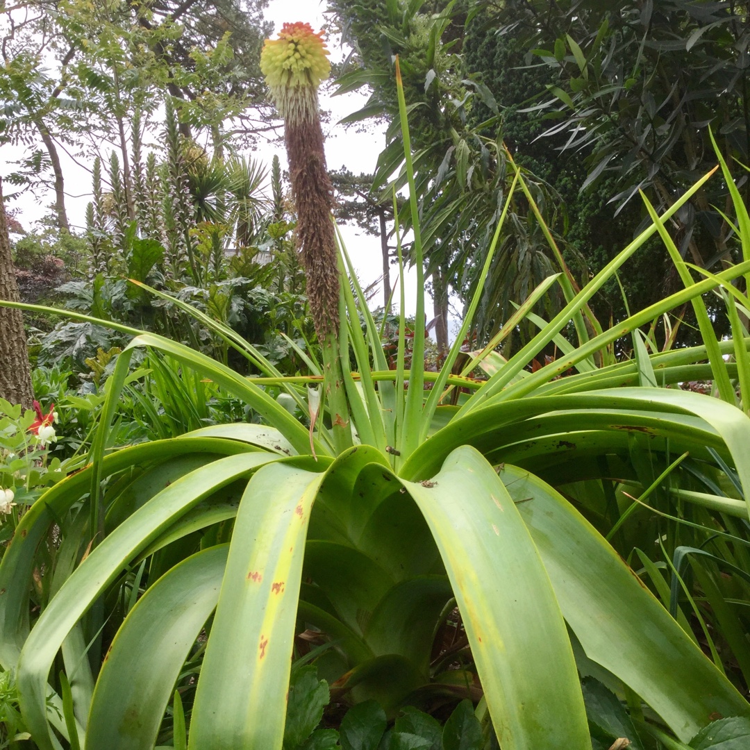 Kniphofia northiae syn. Tritoma northiae in the GardenTags plant encyclopedia Red Hot Poker (Species) Giant Red Hot Poker in the GardenTags plant encyclopedia