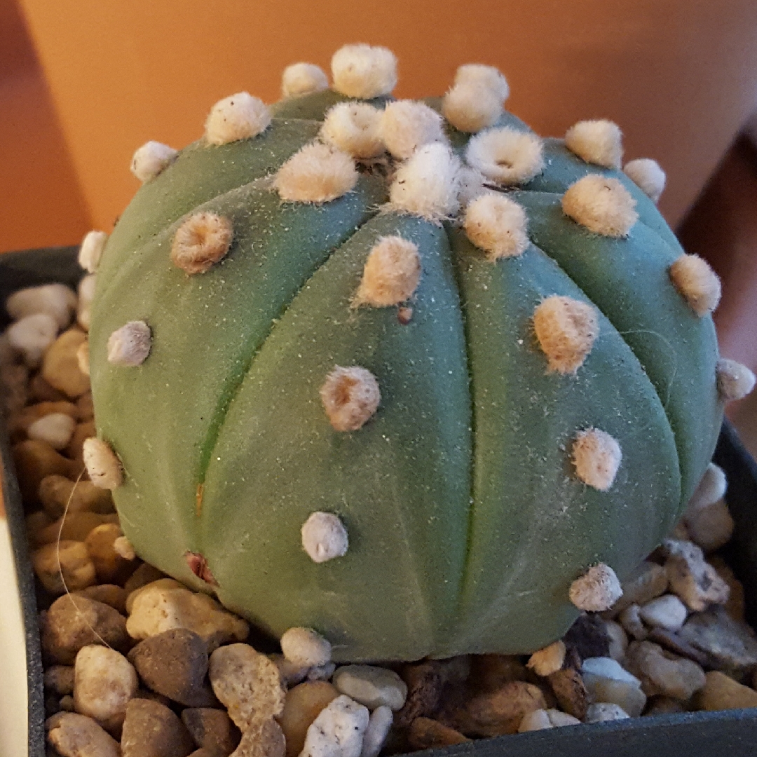 Astrophytum asterias Nudum in the GardenTags plant encyclopedia Nude plant in the GardenTags plant encyclopedia