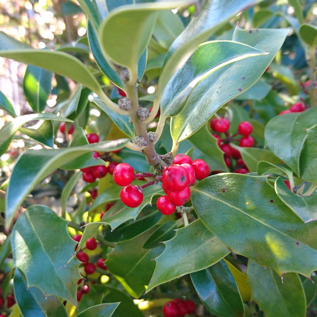Holly in the GardenTags plant encyclopedia