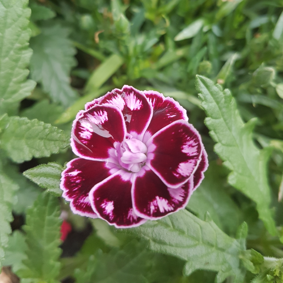 Dianthus Sunflor® Charmy in the GardenTags plant encyclopedia Pot Carnation Charmy in the GardenTags plant encyclopedia