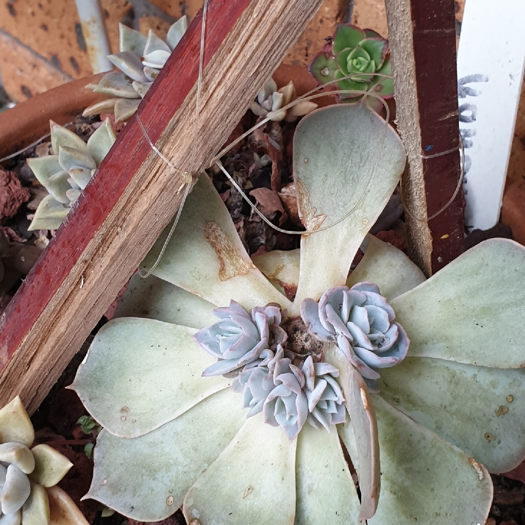 Echeveria Canadian in the GardenTags plant encyclopedia Echeveria Canadian in the GardenTags plant encyclopedia