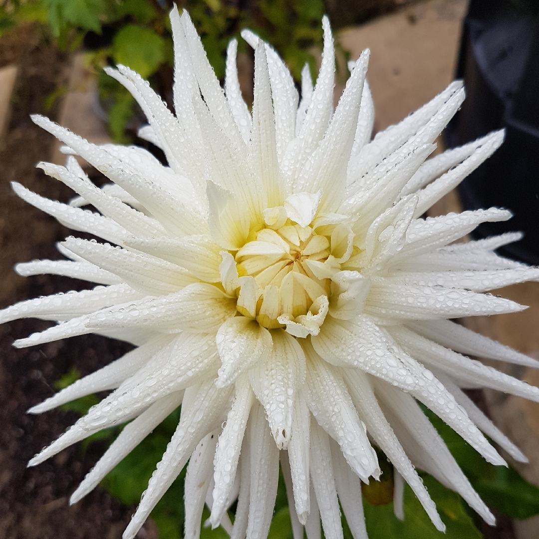 Dahlia Kenora Challenger in the GardenTags plant encyclopedia Dahlia Kenora Challenger in the GardenTags plant encyclopedia