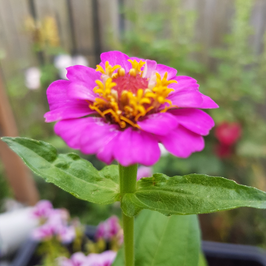 Zinnia elegans Lilliput Purple (Lilliput Series) in the GardenTags plant encyclopedia Zinnia Lilliput Purple in the GardenTags plant encyclopedia