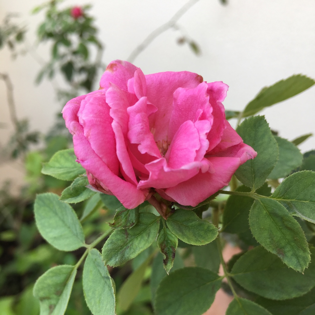 Rosa x damascena, Rose (Species) Damask Rose in GardenTags plant ...